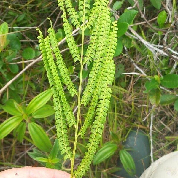 Lindsaea stricta 葉