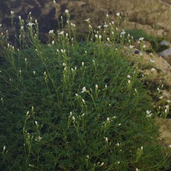 Saxifraga fragosoi Yeri