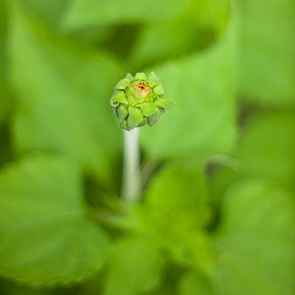 Tithonia rotundifolia Flower