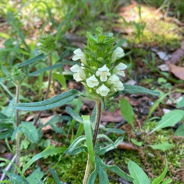 Prunella laciniata Blomma