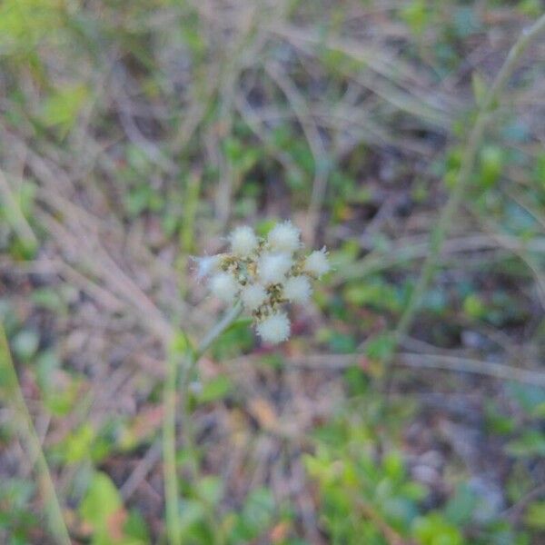 Antennaria neglecta Flor