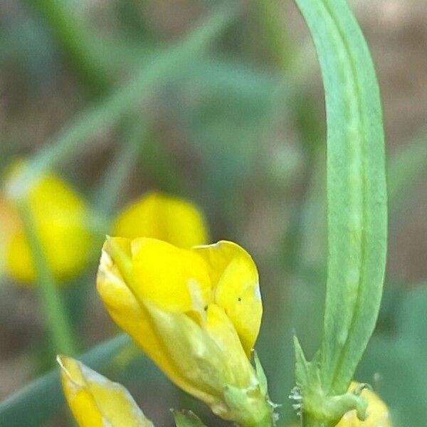 Coronilla securidaca Fruit