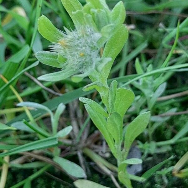 Filago pyramidata 整株植物