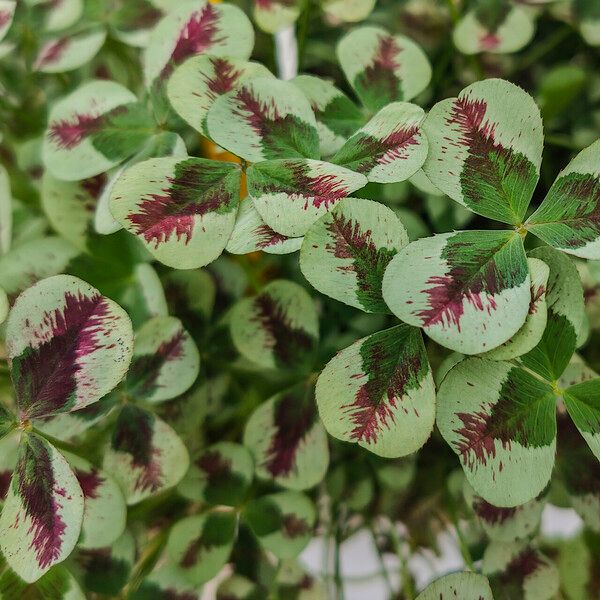 Oxalis purpurea Folha