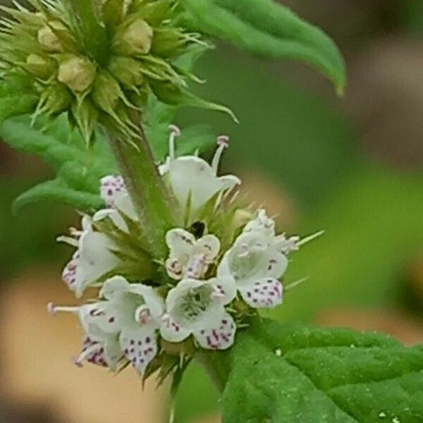 Lycopus europaeus Flower