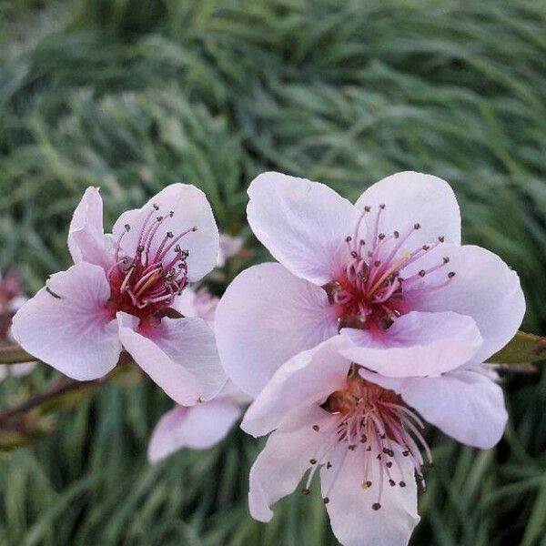 Prunus persica Цветок