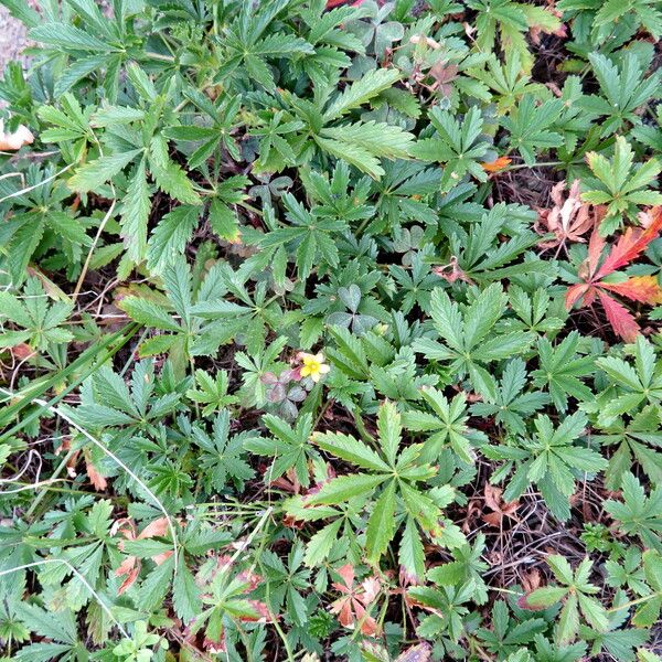 Potentilla thuringiaca Hábito