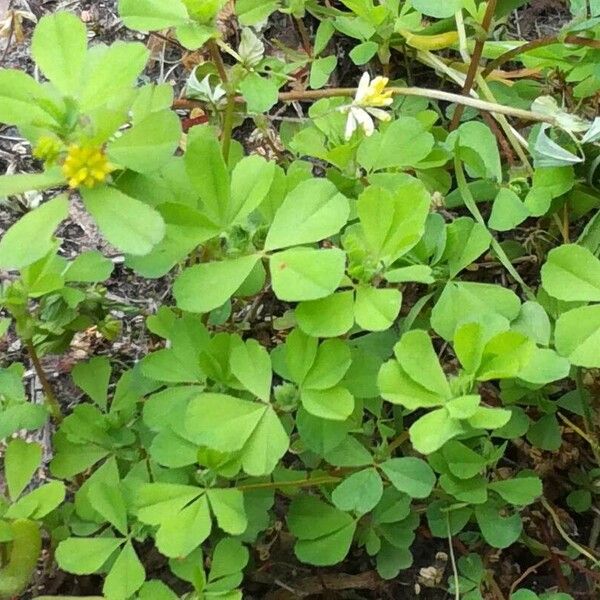 Trifolium dubium Leaf