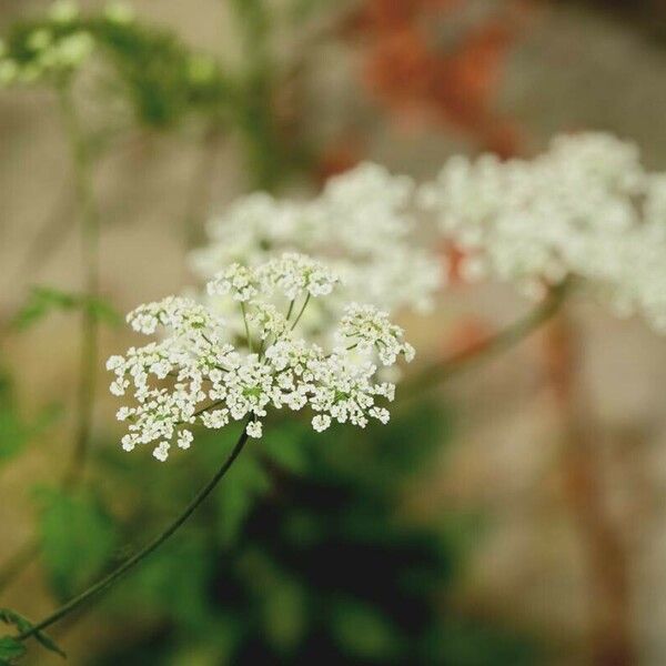 Chaerophyllum temulum 花