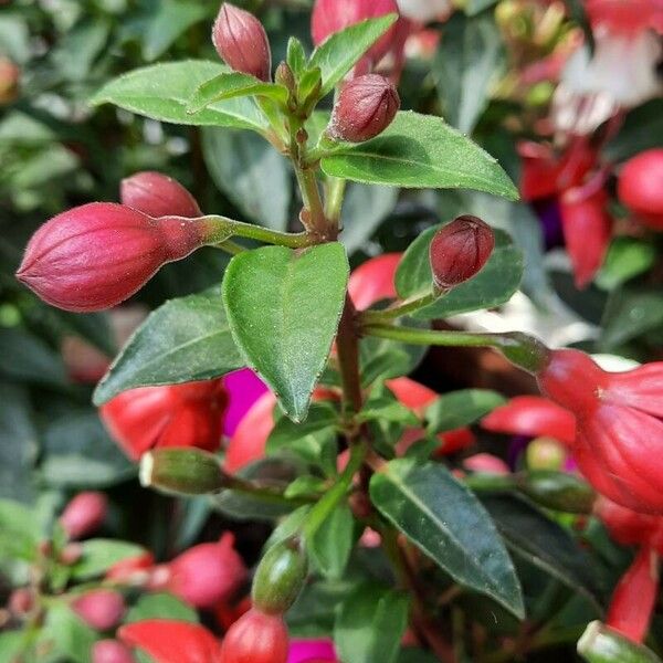 Fuchsia magellanica Blad