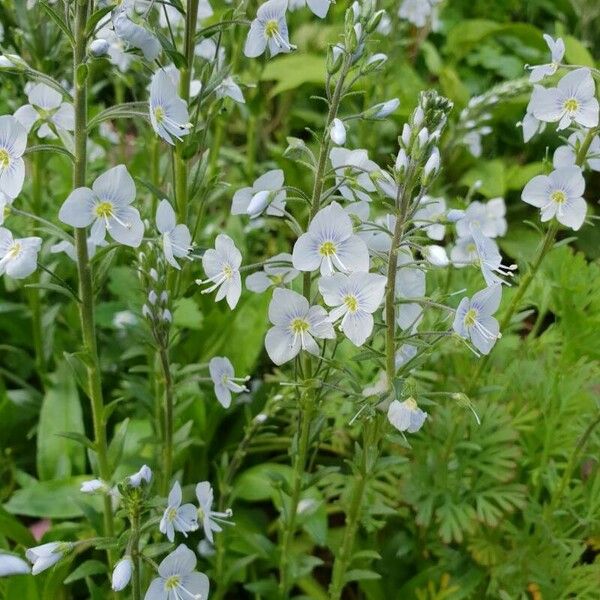 Veronica gentianoides Blodyn