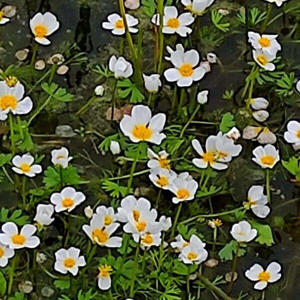 Ranunculus peltatus Flower