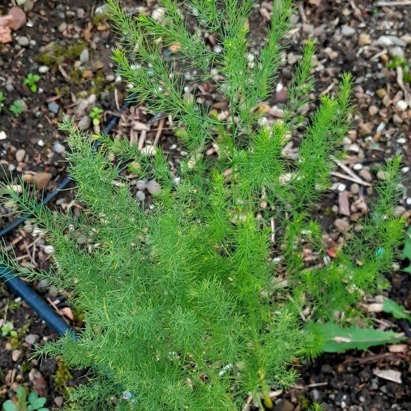 Asparagus tenuifolius List