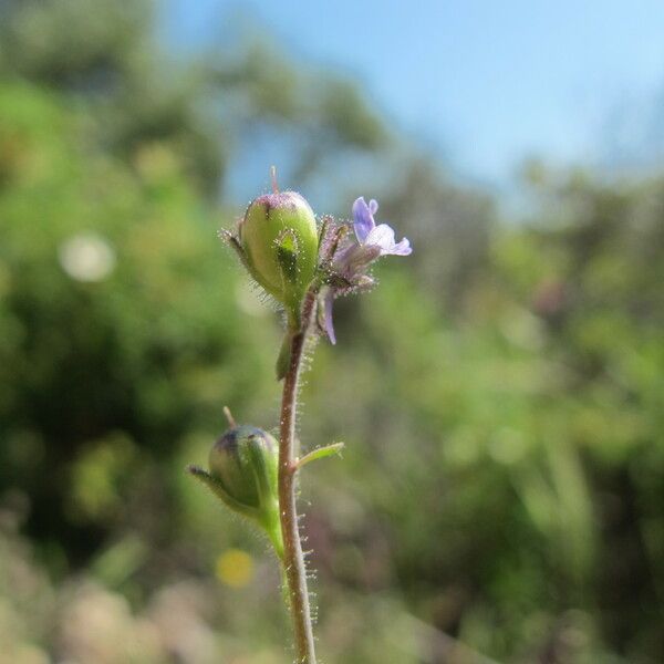 Linaria micrantha Frukt