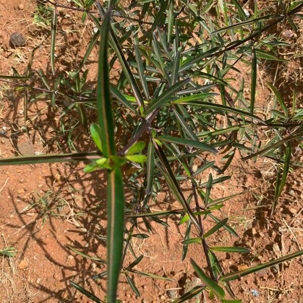 Barleria lupulina Feuille