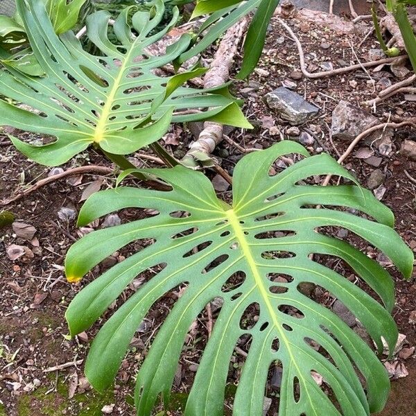 Monstera deliciosa Ліст