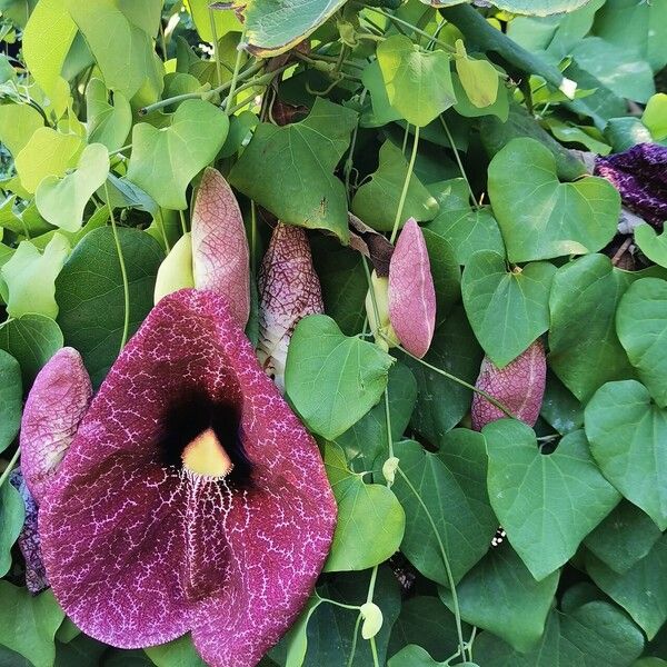 Aristolochia littoralis Λουλούδι