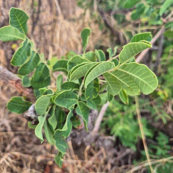 Sclerocarya birrea Leaf