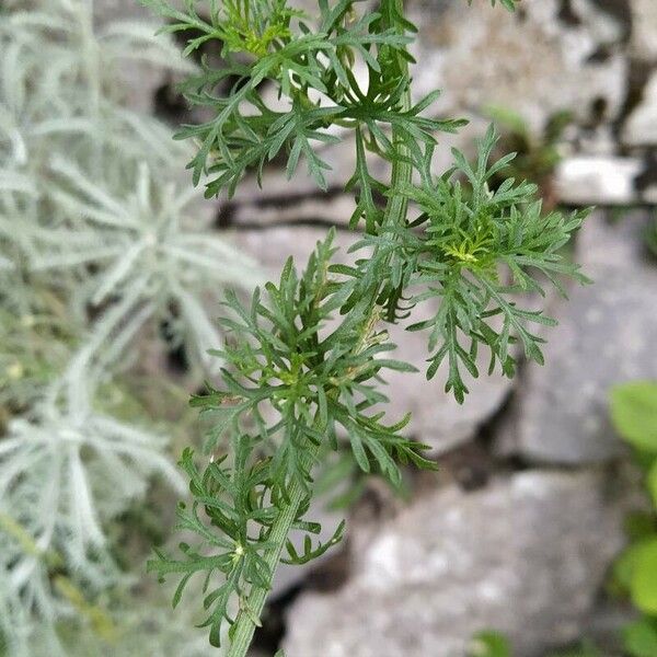 Achillea ligustica Folha