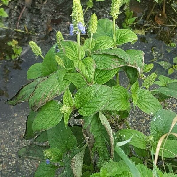 Salvia hispanica Leaf