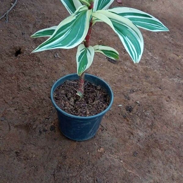 Costus arabicus Levél