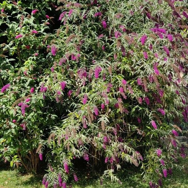 Buddleja davidii Habitus