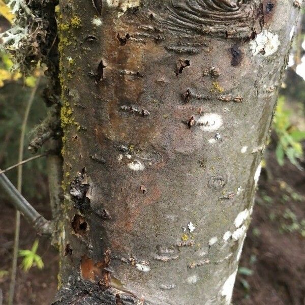 Sorbus aucuparia 樹皮