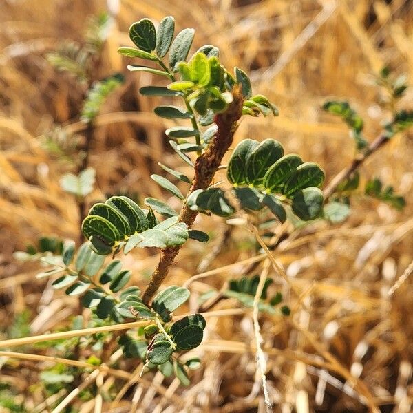 Ormocarpum kirkii पत्ता