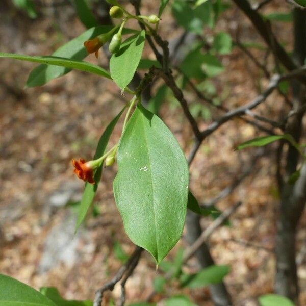 Bonellia macrocarpa Leaf