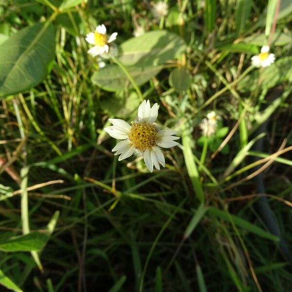 Tridax procumbens Flor