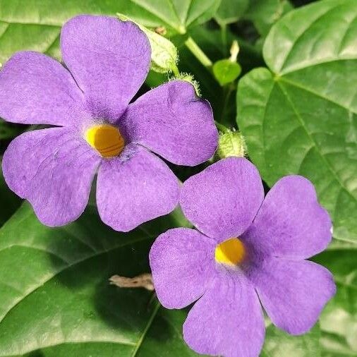 Thunbergia battiscombei Blomma