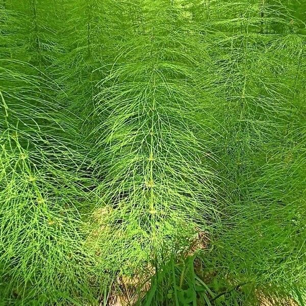 Equisetum sylvaticum आदत