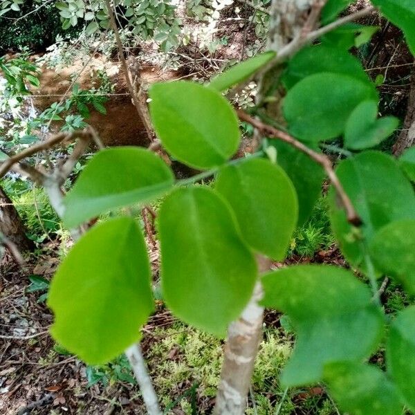 Dalbergia retusa Ліст