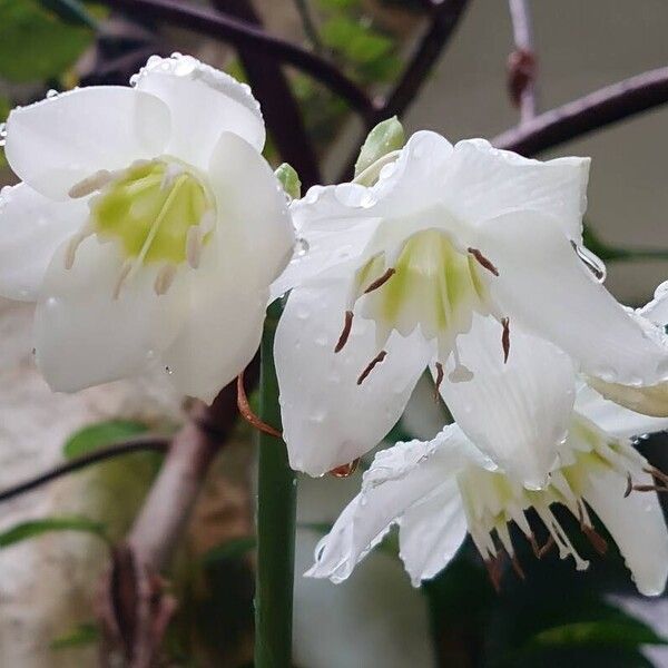 Urceolina amazonica Flower