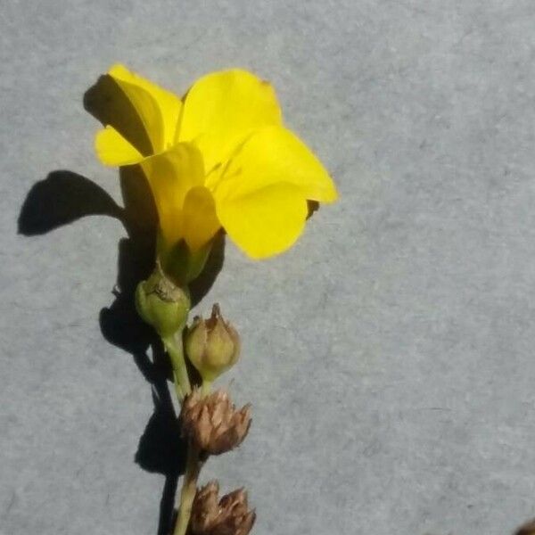 Linum maritimum Çiçek