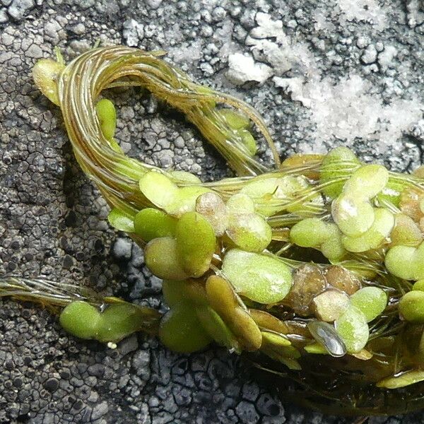 Lemna minuta Blatt