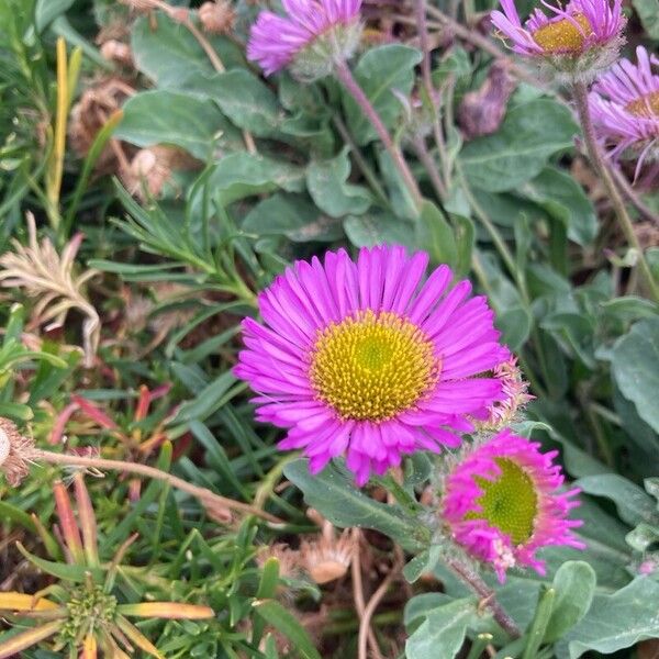 Erigeron glaucus Flor