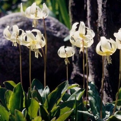 Erythronium revolutum Celota