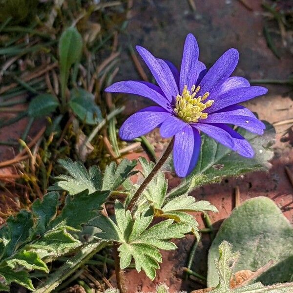 Anemonoides blanda Blüte