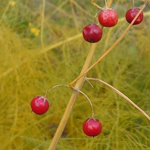 Asparagus officinalis Ffrwyth