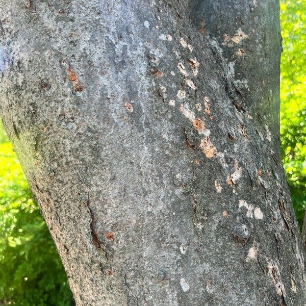 Zelkova carpinifolia Corteza