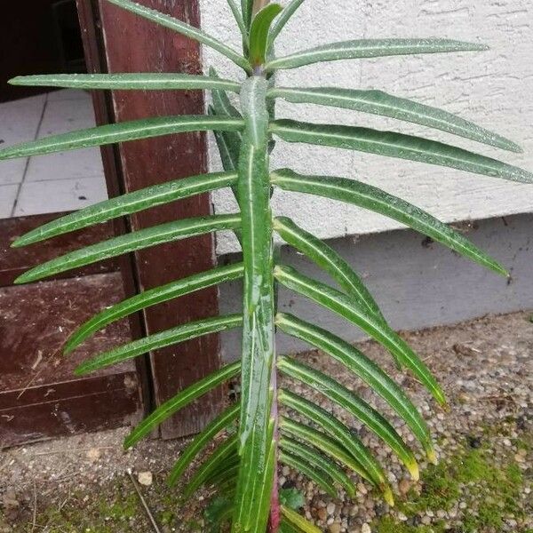 Euphorbia lathyris Leaf