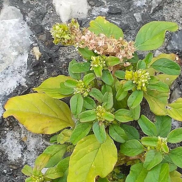 Amaranthus blitum Floare