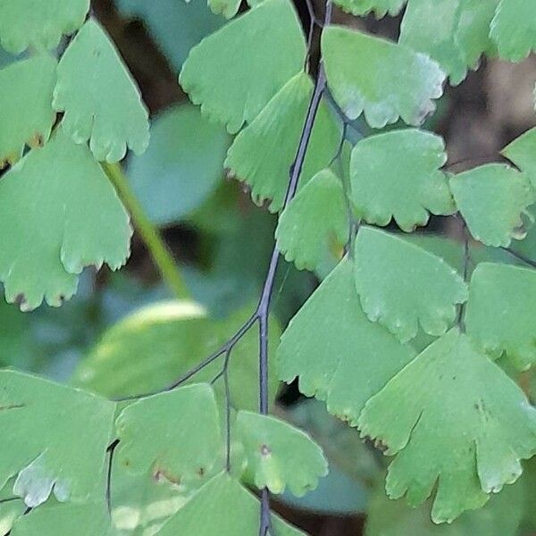 Adiantum lorentzii Leaf
