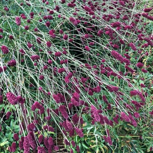 Sanguisorba officinalis Habit