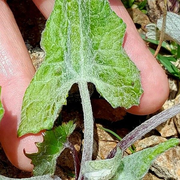 Adenostyles leucophylla পাতা