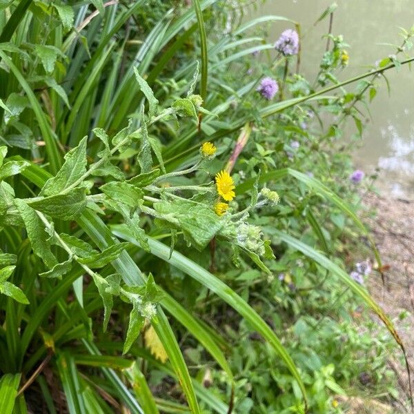 Pulicaria vulgaris Habit