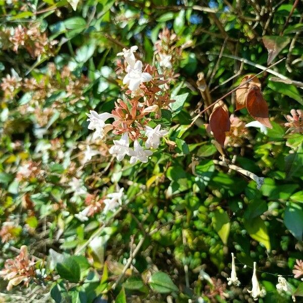 Abelia × grandiflora Žiedas