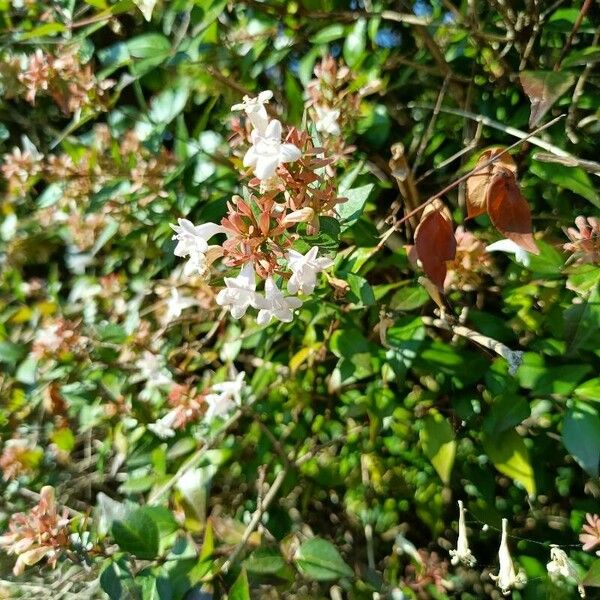 Abelia × grandiflora Flor