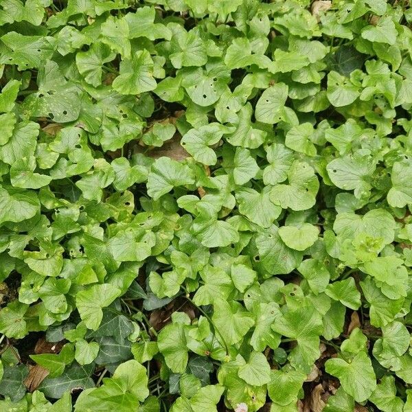 Centella asiatica 叶